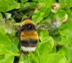 Bombus sporadicus