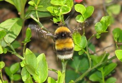 Bombus sporadicus