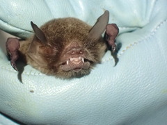 Pteronotus mesoamericanus