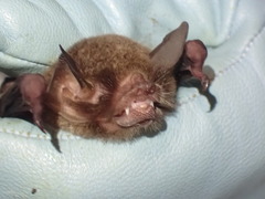 Pteronotus mesoamericanus