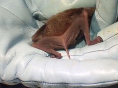 Pteronotus mesoamericanus