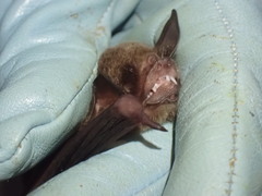 Pteronotus mesoamericanus