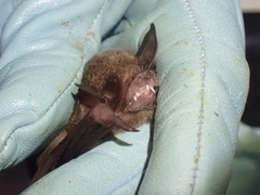 Pteronotus mesoamericanus