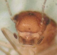 Maoripsocus