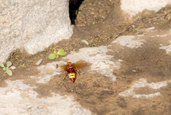 Vespa orientalis