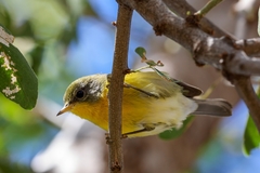 Setophaga pitiayumi graysoni