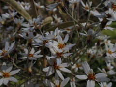 Olearia megalophylla