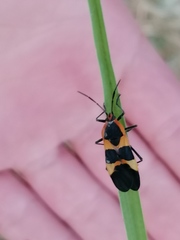 Oncopeltus sandarachatus