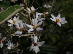 Olearia megalophylla