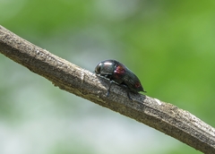 Mimicoclytrina childreni