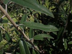 Olearia megalophylla