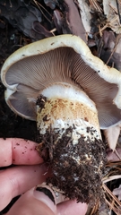 Cortinarius ponderosus