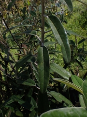 Olearia megalophylla