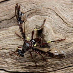 Daptolestes