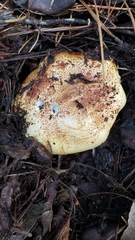 Cortinarius ponderosus