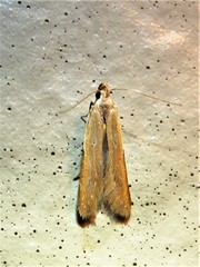 Mesophleps adustipennis