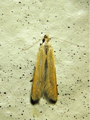 Mesophleps adustipennis