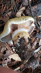 Cortinarius ponderosus