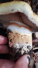 Cortinarius ponderosus