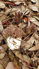 Ramaria violaceibrunnea