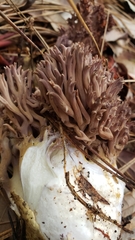 Ramaria violaceibrunnea