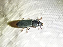 Tenebroides laticollis