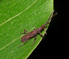Hyperephanus hirtellus