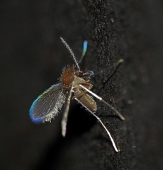 Phlebotominae