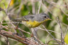 Setophaga pitiayumi graysoni