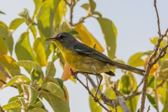 Setophaga pitiayumi graysoni