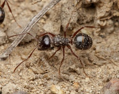 Melophorus hirsutus