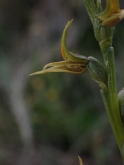 Prasophyllum sphacelatum