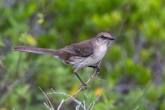 Mimus graysoni