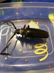 Derobrachus geminatus