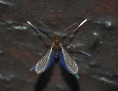 Phlebotominae