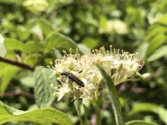 Callimoxys fuscipennis