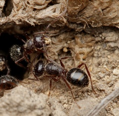 Melophorus hirsutus