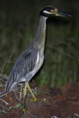 Nyctanassa violacea gravirostris