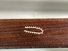 Nymphes