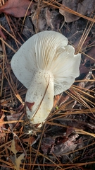 Hygrophorus ponderatus