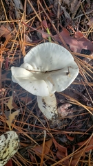 Hygrophorus ponderatus