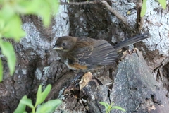 Pipilo maculatus socorroensis