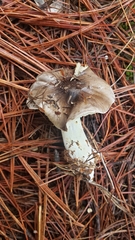 Tricholoma griseoviolaceum