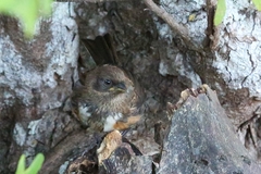 Pipilo maculatus socorroensis