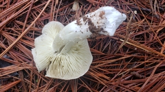 Tricholoma griseoviolaceum