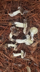 Tricholoma griseoviolaceum