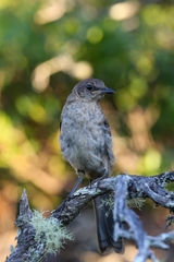 Mimus graysoni