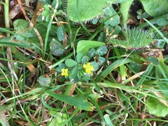Trifolium dubium