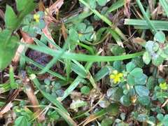 Trifolium dubium