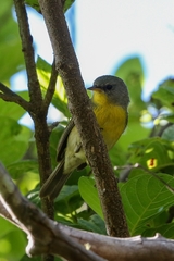 Setophaga pitiayumi graysoni